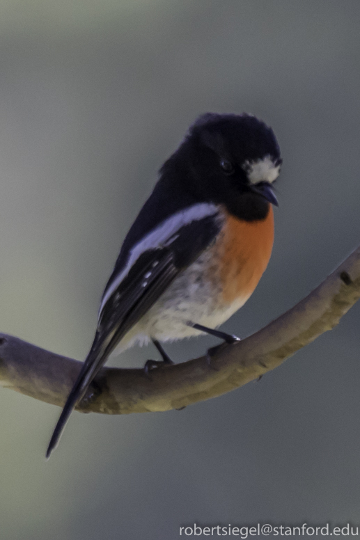 scarlet robin